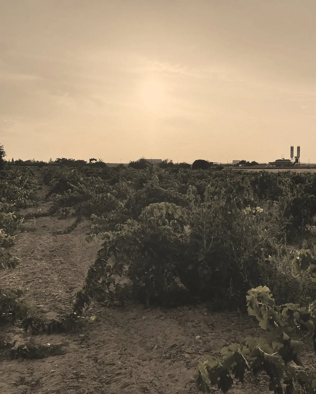 Viñedo de Tinta de Toro al atardecer