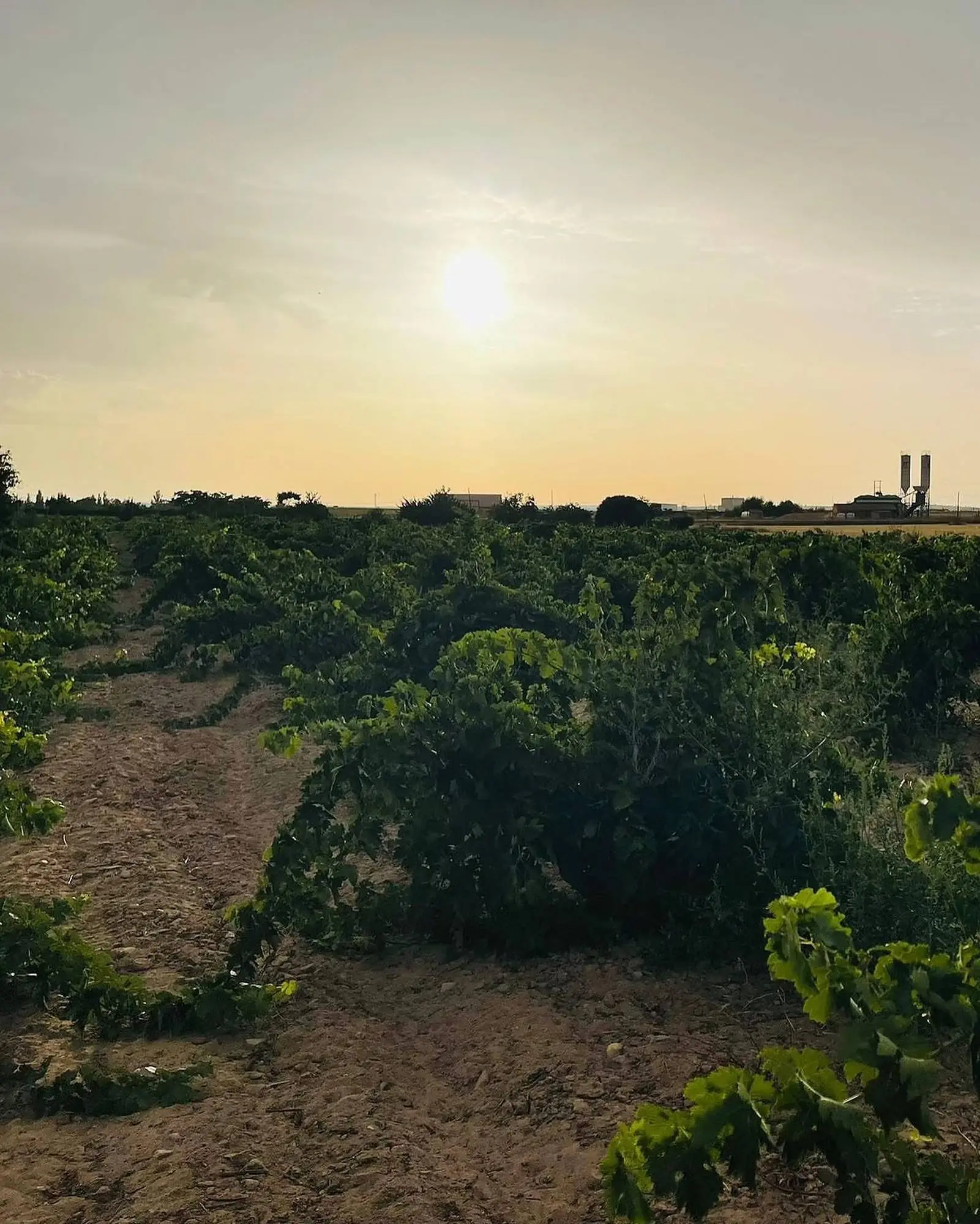 Vinha velha em taça ao pôr do sol, D.O. Toro